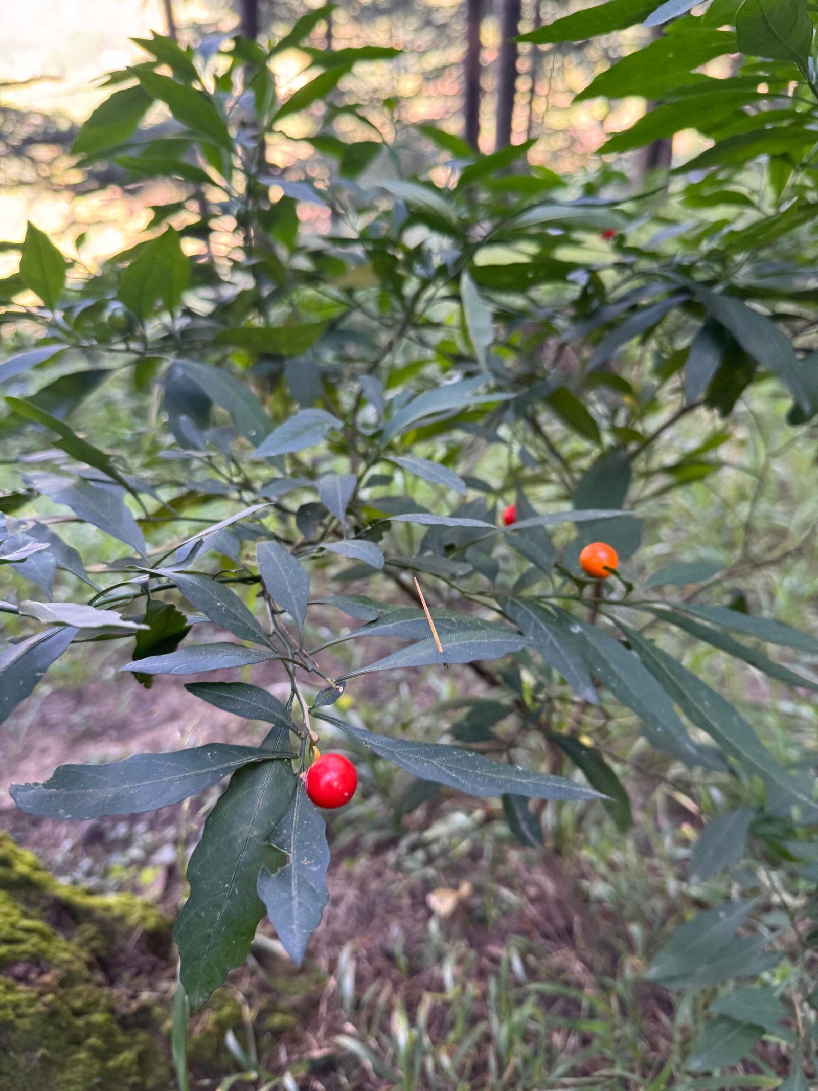 WhatsApp Image 2025-09-30 at 3.33.32 PM (1)