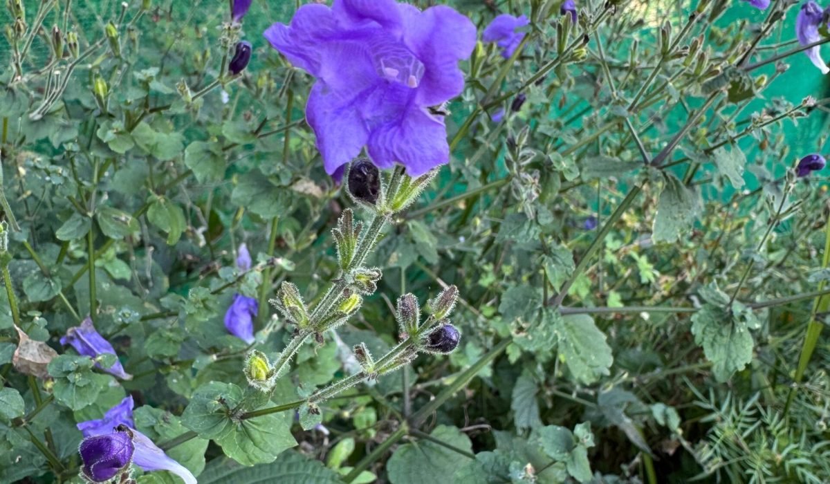 WhatsApp Image 2025-09-30 at 3.33.36 PM (1)