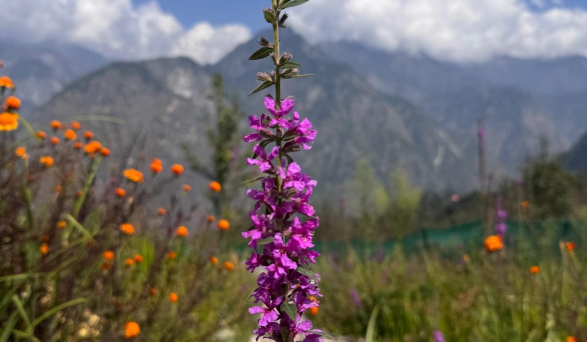 WhatsApp Image 2025-09-30 at 3.33.38 PM