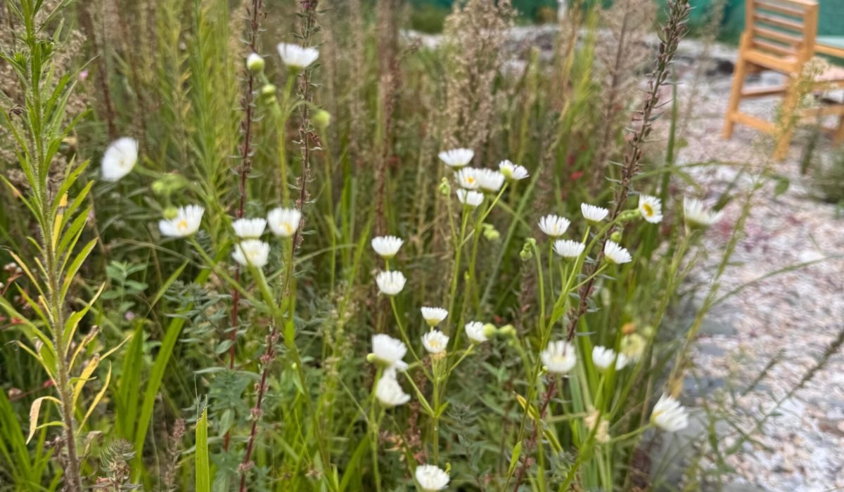 WhatsApp Image 2025-09-30 at 3.33.43 PM (2)