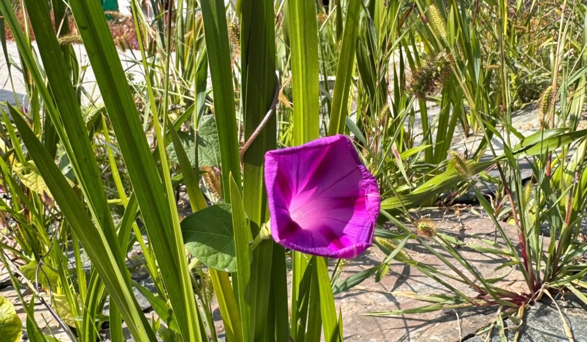 WhatsApp Image 2025-09-30 at 3.33.51 PM (1)